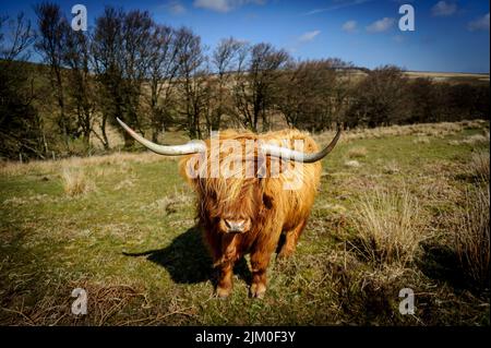 Exmoor Highland Cow au soleil de printemps, au cœur du parc national d'Exmoor Banque D'Images