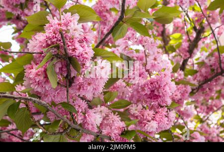 Hermoses flores rosaceas de un árbol cerezo durante la primavera en el mes de abril Banque D'Images