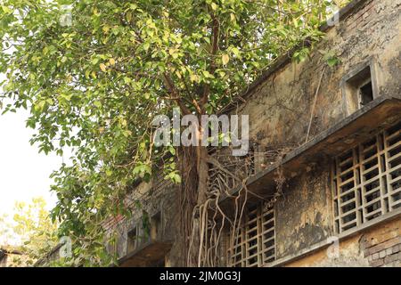 Une vue magnifique sur le banyan Tree qui grandit dans un bâtiment abandonné où les racines grimpent au-dessus de ses murs par temps ensoleillé Banque D'Images