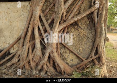 Une vue magnifique sur la racine d'un banyan Tree grimpant au-dessus d'un vieux bâtiment abandonné par une journée ensoleillée Banque D'Images