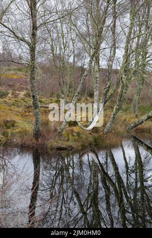 A vertical shot of hammock hanging on trees near the lake in Scottish Highlands Stock Photo