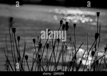 A grayscale of flower buds against blurred water background Stock Photo