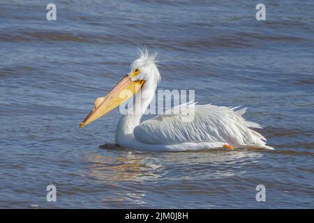 The American White Pelican on the Mississippi River Stock Photo