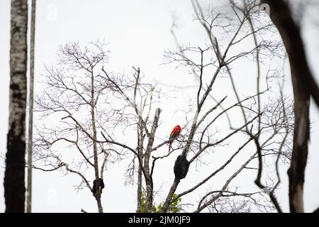 Deux perroquets perchés sur un arbre Banque D'Images