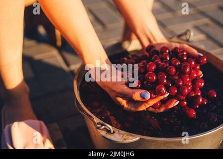 Portrait en gros plan des mains de femme se lavant les cerises aigres cueillies. Gros plan portrait. Agriculture de la nature. Une alimentation saine. La nourriture en pleine croissance. Banque D'Images