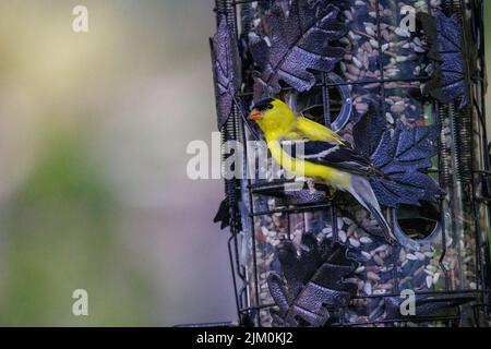 Un gros plan de l'orfèvres américaine perchée sur le mangeoire à oiseaux. Spinus tristis. Banque D'Images