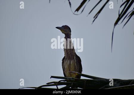 A closeup shot of an Old World cormorant on the branch of a tree Stock Photo