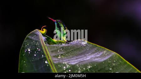 Un magnifique colibri perché sur une feuille Banque D'Images