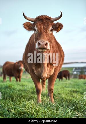 Brown fait vraiment ressortir mes yeux, vous ne pensez pas. Un troupeau de vaches sur une ferme. Banque D'Images