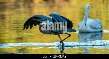 A closeup of a Great blue heron getting ready to fly and a Great white pelican in the background in the shallow lake Stock Photo