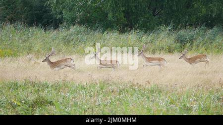 Four deer running in a row through grassla Stock Photo