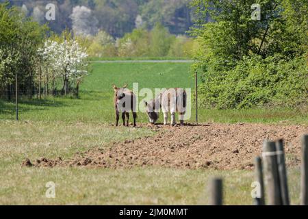 A scenic view of two donkeys grazing on green grass on farmland on a sunny day in Bavaria, Germany Stock Photo
