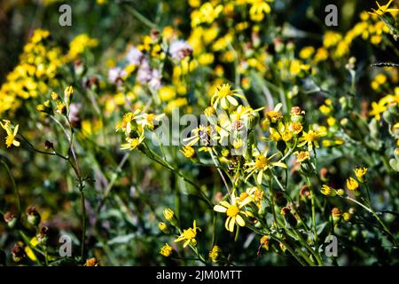 The close-up shot of Common groundsel or Senecio vulgaris garden yellow flowers Stock Photo