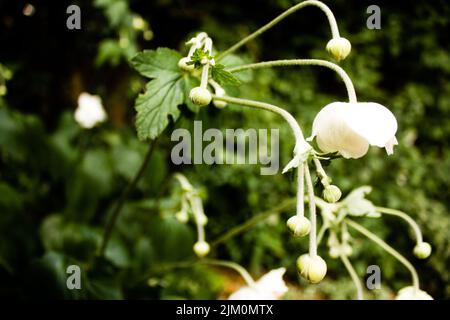 The close-up shot of a white Jasmine flower-  a genus of shrubs and vines in the olive family. Stock Photo