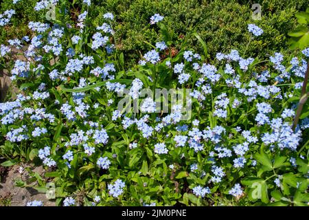 The Myosotis sylvatica, the wood forget-me-not flowers in the garden. Stock Photo