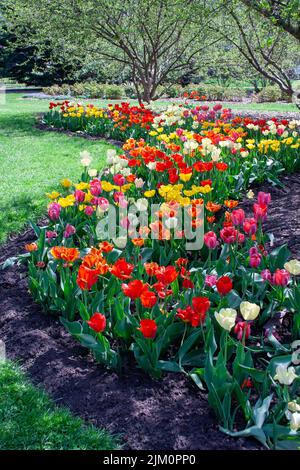 A vertical shot of the colorful tulips in the garden. Stock Photo