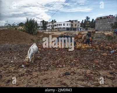 Wild goats in East Africa Banque D'Images