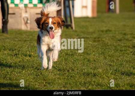 Un petit gros plan d'un adorable chien hollandais Kooikerhondje qui court sur une herbe verte luxuriante avec sa langue Banque D'Images