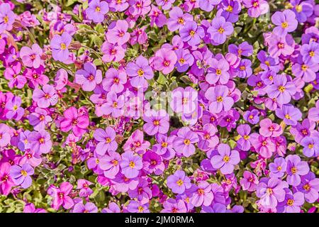 The Common purple rock cress flowers making beautiful garden Stock Photo