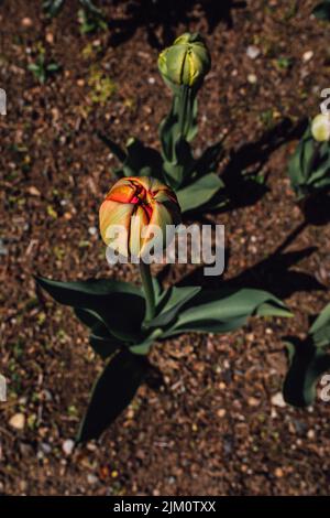 Large, Peony-like Double Tulip flower head bud, not yet bloomed Stock Photo