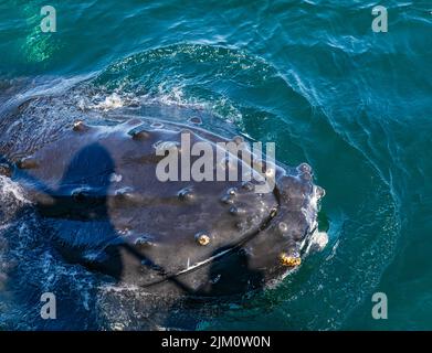 Une baleine à bosse tire sa tête hors de l'eau en montrant des barnacles qui poussent sur la peau de sa tête lors d'une excursion d'observation des baleines dans l'océan Pacifique près Banque D'Images