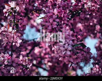 A closeup of branches of the Eastern redbud tree in a garden Stock Photo