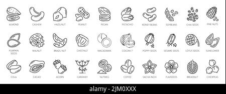 Les noix présentent les symboles des arachides, des noix et des amandes, des graines et des haricots vectoriels, du cacao et des pistaches, ainsi que les graines de citrouille et de tournesol, co Illustration de Vecteur