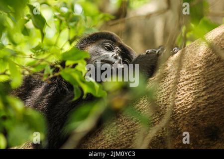 Un sélectif d'un gorille sur un arbre Banque D'Images