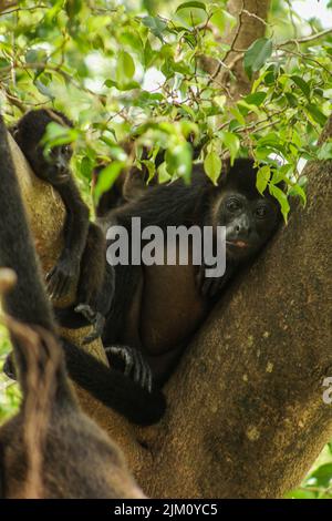 Un sélectif d'un gorille sur un arbre Banque D'Images