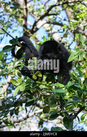 Un sélectif d'un singe noir sur l'arbre Banque D'Images