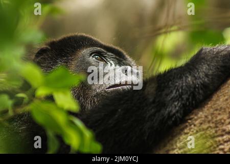 Un sélectif d'un gorille sur un arbre Banque D'Images