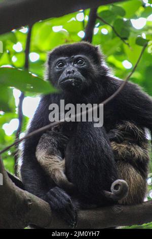 Un sélectif d'un gorille sur un arbre Banque D'Images