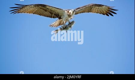 A closeup of an osprey holding a fish with its claws flying high in a blue cloudless sky Stock Photo