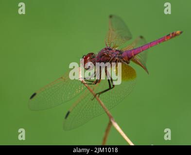 A closeup shot of a violet dropwing standing on a plant in the garden on a sunny day with blurred green background Stock Photo