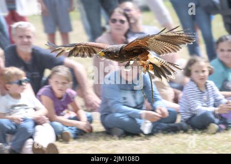 Ratzeburg, Allemagne, 31 juillet 2022: Le faucon de Harris (Parabuteo unicinctus) en vol devant le public lors d'un événement de fauconnerie, tir panoramique, mouvement Banque D'Images