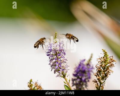 les abeilles travailleuses en vol collectent le nectar des fleurs sauvages Banque D'Images