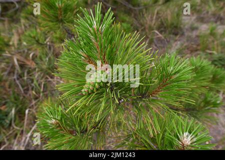 Vue rapprochée de la branche de Pinus nigra Banque D'Images