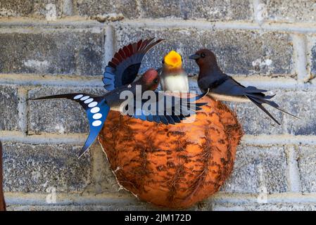 Faux modèle de hirondelles et nid d'oiseau dans le jardin Banque D'Images