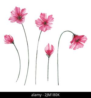 Bourgeons et fleurs roses en fleurs, aquarelle cosmos fleurs illustration. Illustration de Vecteur