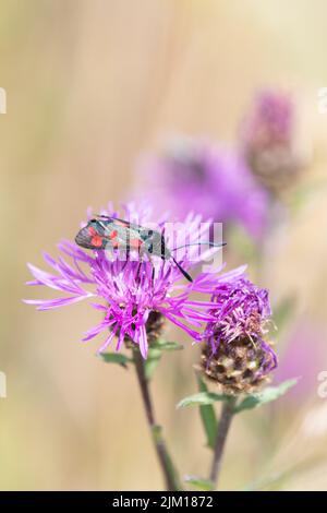 La Moth de Burnett (Zygaena filipendulae) à six points sur le knapweed dans l'AONB de Kent Downs, Angleterre, Royaume-Uni Banque D'Images