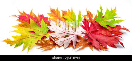 Tas horizontal de feuilles d'érable d'automne colorées isolées sur fond blanc. Super décor pour les mises en page publicitaires. De nombreuses feuilles d'automne. Banque D'Images