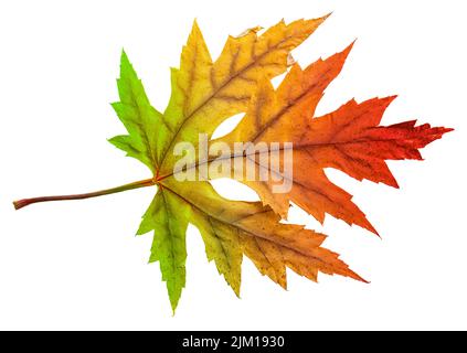 Une feuille d'érable d'automne avec des couleurs arc-en-ciel isolées sur fond blanc. Masque. Banque D'Images