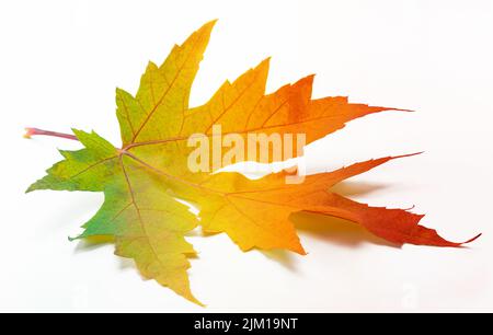Une feuille d'érable d'automne avec des couleurs arc-en-ciel isolées sur fond blanc. Banque D'Images