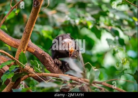 Le singe Callithix penicillata mange l'insecte et s'assoit sur le tronc de l'arbre. Banque D'Images