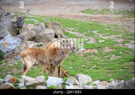 Le groupe de lechwe du Nil ou le lechwe de Mme Gray (Kobus megaceros) est une espèce en voie de disparition d'antilope que l'on trouve dans les marécages et les prairies du Soudan du Sud et de l'Eth Banque D'Images