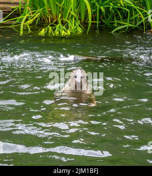 Phoque commun (Phoca vitulina) avec sa tête au-dessus de l'eau verte Banque D'Images