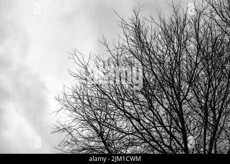 Branches d'un arbre sans feuilles s'étendant comme des dendrites depuis le bas à droite de l'image contre un ciel nuageux comme arrière-plan. Banque D'Images