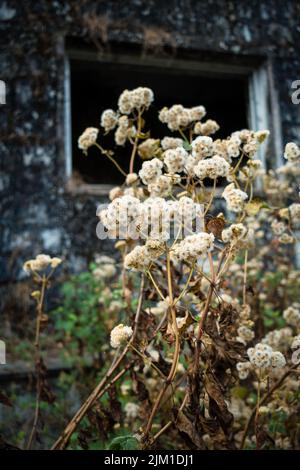 Le Petasites frigidus, le pied-de-Cordière arctique ou butterbur arctique, est une espèce de plantes à fleurs de la famille des Asteraceae. Uttarakhand Inde. Banque D'Images