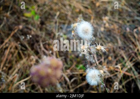 Pissenlits, Taraxacum est un grand genre de plantes à fleurs de la famille des Asteraceae, qui se compose d'espèces communément connues sous le nom de pissenlits. Inde. Banque D'Images