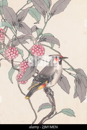 Les albums d'oiseaux et de fleurs four Seasons (keinen Kacho Gafu). Musée : COLLECTION PRIVÉE. Auteur: IMAO KEINEN. Banque D'Images